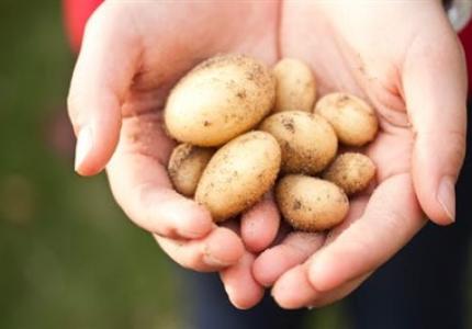 Tiny potatoes in hand