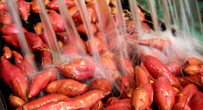 Sweet Potato Washing